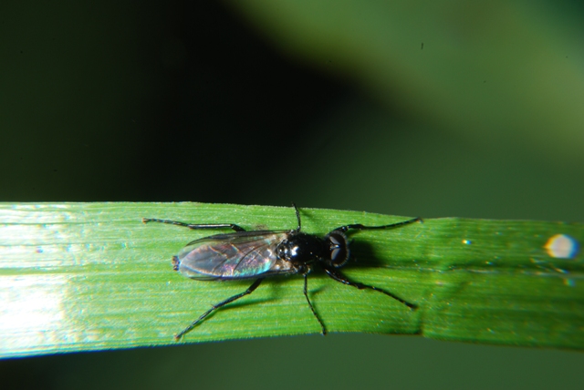 Bibionidae.